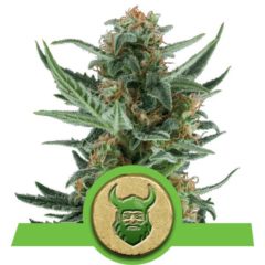 royal dwarf auto Hanfpflanze als feminisierte Hanfsamen kaufen zum autoflower grow