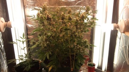 royal dwarf auto Hanfpflanze als feminisierte Hanfsamen kaufen zum autoflower grow