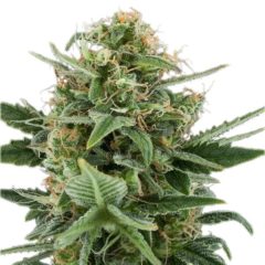 royal dwarf auto Hanfpflanze als feminisierte Hanfsamen kaufen zum autoflower grow