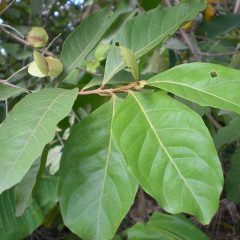 Combretum (Quadrangular Sakae Naa) als Kratomersatz - Wirkung, Erfahrungen, Dosierung 1 Combretum (Quadrangular Sakae Naa) als Kratomersatz - Wirkung, Erfahrungen, Dosierung
