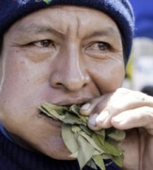 Salvia Divinorum oral konsumieren (Salvia-Blätter im Mund kauen) - So geht's!
