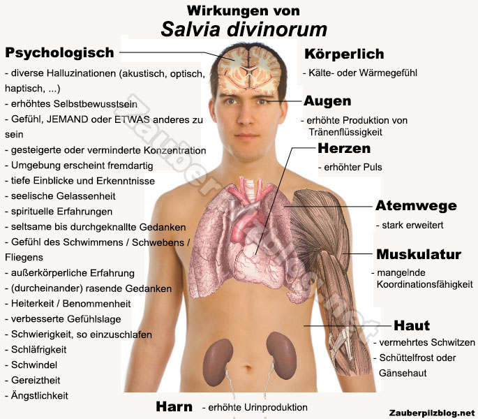 Salvia Divinorum Kaufen: Preisvergleich, Wirkung, Erfahrungen, Dosierung (Azteken Salbei Extrakt) 20 Infografik zur Wirkung von Salvia divinorum auf Körper und Geist