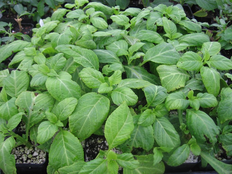 Salvia Divinorum Kaufen: Preisvergleich, Wirkung, Erfahrungen, Dosierung (Azteken Salbei Extrakt) 18 Salvia divinorum