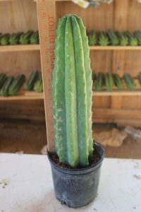 der san pedro kaktus einzeln