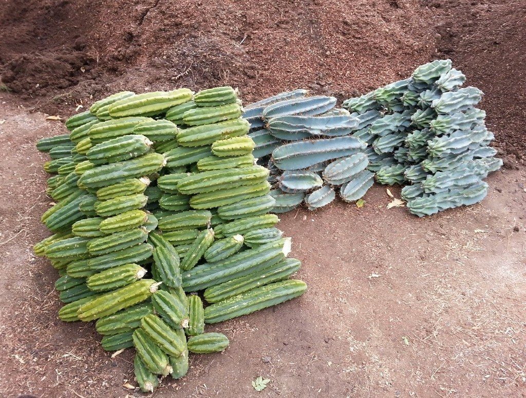 Meskalin Kaktus kaufen & legal bestellen – Wirkung, Konsum, Erfahrungen und mehr 15 san pedro kaktus kaufen grosse ernte
