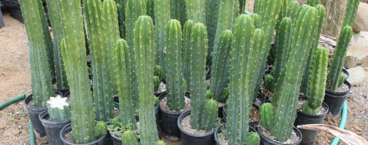 San Pedro Kaktus kaufen und legal bestellen (Trichocereus Pachanoi) – Wirkung, Erfahrungen, Dosierung 12 san pedro kaktus kaufen im topf