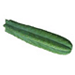 Vorschaubild san pedro kaktus kaufen