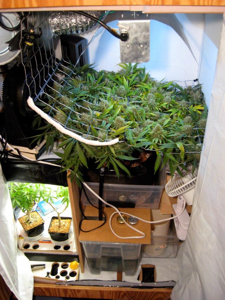 short perpetual harvest cannabis grow space firstdescent 768x1024 1 Folgend ist eine authentische Geschichte vom Werden eines Weed-Growers niedergeschrieben als wertvoller Erfahrungsbericht. Es behandelt den Werdegang hin vom bloßen, kiffenden Endverbraucher hin zum eigenen Gras – der Cannabisanbau mit gutem Ertrag als Traum eines jeden Kiffers? Nach 3 Jahren Growerfahrung ist er am Ziel des „perfekten Grows“ angelangt. Von schlechtem Outdoor-Growing mit versamtem Weed hin zu feinstem Indoor-Gras, wie man es nur aus dem holländischen Coffeeshop kennt - diese Entwicklung mit samt seinen Fehlschlägen und Lektionen zeigt dieser Erfahrungsbericht auf.
