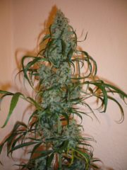 Super Lemon Haze Hanfpflanzen aus feminisierten Hanfsamen