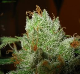 Super Lemon Haze Hanfpflanzen aus feminisierten Hanfsamen