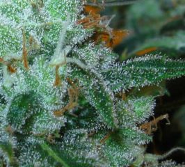 Super Lemon Haze Hanfpflanzen aus feminisierten Hanfsamen