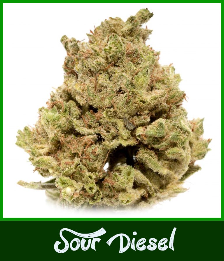 ? Gras kaufen und Cannabis online bestellen (Weed, Marihuana, Hanf) – Seriös & Sicher 41 sour diesel hanfblüte in nahaufnahme