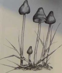 spitzkegeliger kahlkopf aussehen 1 203x240 1 Lesen Sie mehr über Zauberpilze, indem Sie hier klicken
