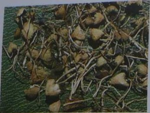spitzkegeliger kahlkopf dosierung