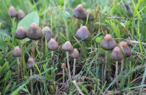 Spitzkegeliger Kahlkopf finden vorkommen