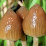 Spitzkegeliger Kahlkopf am hut erkennen aussehen