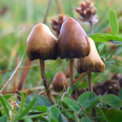 Spitzkegeliger Kahlkopf identifizieren image