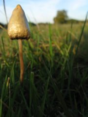spitzkegeliger kahlkopf merkmale 1 180x240 1 Lesen Sie mehr über Zauberpilze, indem Sie hier klicken