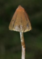 Spitzkegeliger Kahlkopf nahaufnahme