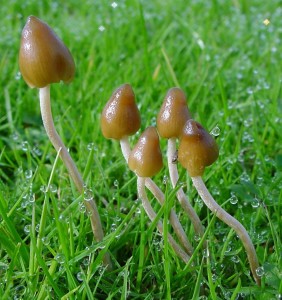 Spitzkegeliger Kahlkopf