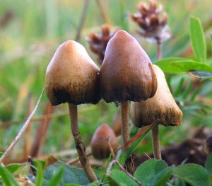 Zauberpilze – Was ist das genau und wie wirken sie? Hier steht alles Wissenswerte dazu! 14 Spitzkegeliger Kahlkopf