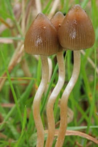 Magic Mushrooms - erfolgversprechende Studie zur Nikotin-Entwöhnung 2 spitzkegliger_kahlkopf_SKKK_Aussehen