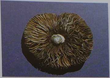 Halluzinogene Pilze 22 sporenabdruck zauberpilz