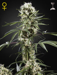 Super Lemon Haze Hanfpflanzen aus feminisierten Hanfsamen