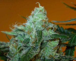 Super Lemon Haze Hanfpflanzen aus feminisierten Hanfsamen