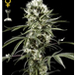 vorschaubild für super lemon haze Hanfsamen kaufen