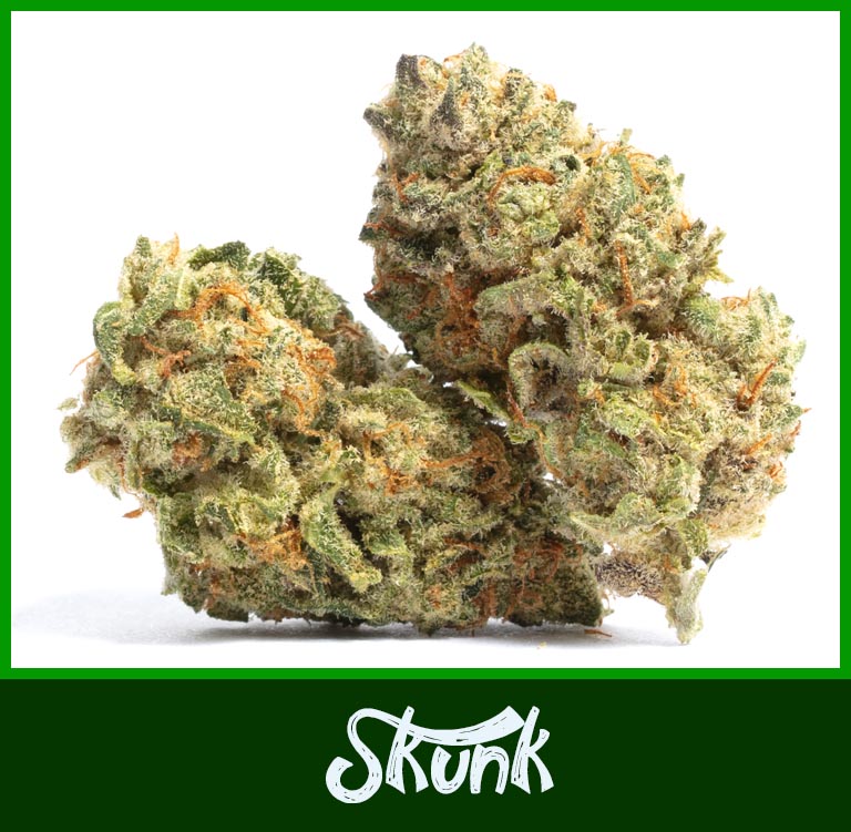 ? Gras kaufen und Cannabis online bestellen (Weed, Marihuana, Hanf) – Seriös & Sicher 39 Blüte der Hanfsorte Super Skunk