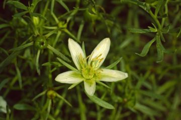 syrische steppenraute in der blüte (aber man kauft zum rausche eh nur die samen von peganum harmala)