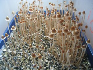 tampanensis grow image