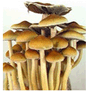 Banner magic mushrooms kaufen im Shayana Drogen Online Shop als zaubertrüffel