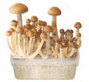 Vorschaubild mushroom growkit bestellen thai xl