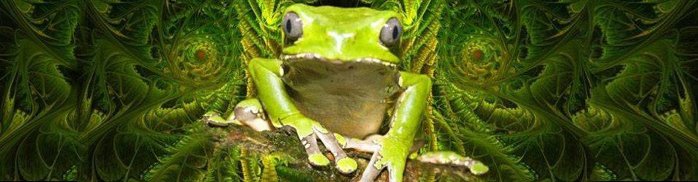 Wundermedizin Kambô: Mit Giftfröschen Krankheiten heilen oder bloße Tierquälerei?