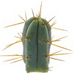 Vorschaubild den Trichocereus Bridgesii meskalin kaktus kaufen