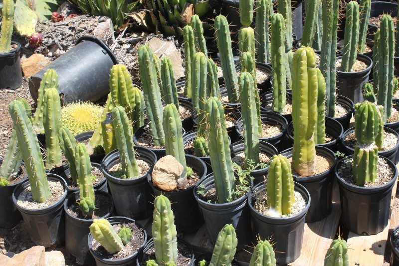 Meskalin Kaktus kaufen & legal bestellen – Wirkung, Konsum, Erfahrungen und mehr 20 Trichocereus Bridgesii Kakteen