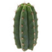 Vorschaubild Trichocereus Pachanoi kaufen