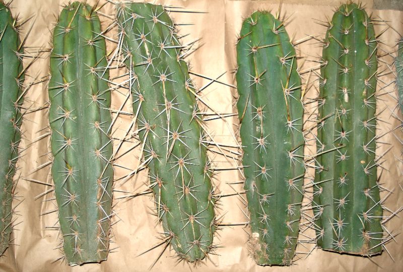 Meskalin Kaktus kaufen & legal bestellen – Wirkung, Konsum, Erfahrungen und mehr 18 Trichocereus peruvianus meskalin kaktus