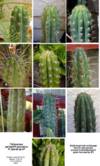 Trichocereus peruvianus und pachanoi kaktus hybriden