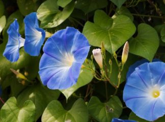 Trichterwinde kaufen & legal bestellen – Wirkung, Erfahrungen, Dosierung (Morning Glory Samen, Prunkwinde, Ololiuqui)