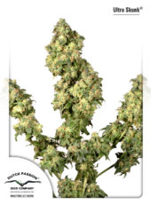 ultra skunk Hanfpflanze als feminisierte Hanfsamen kaufen zum indoor grow