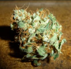 ultra skunk Hanfpflanze als feminisierte Hanfsamen kaufen zum indoor grow