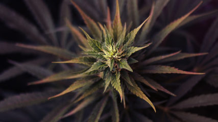 ultra skunk Hanfpflanze als feminisierte Hanfsamen kaufen zum indoor grow
