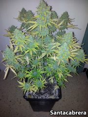 cannabis pflanze in blüte