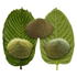 vorschaubild zum kaufen weiterer kratomsorten in verschiedenen kratomshops