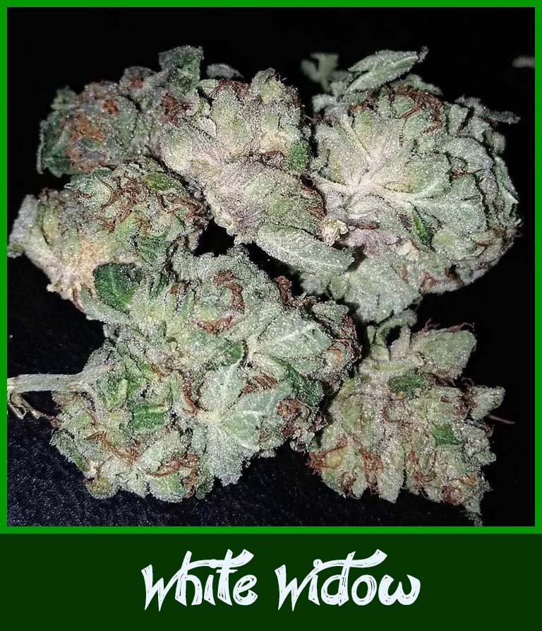 ? Gras kaufen und Cannabis online bestellen (Weed, Marihuana, Hanf) – Seriös & Sicher 38 Cannabisblüten der Hanfsorte White Widow in Nahaufnahme mit krass weiß glitzernden THC-Kristallen überzogen