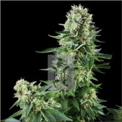 White Widow Hanfpflanzen aus feminisierten Hanfsamen 