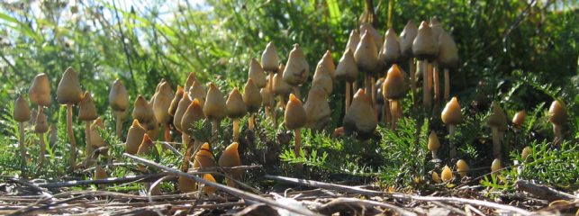 wunderschon psilocybe semilanceata 643x240 1 Lesen Sie mehr über Zauberpilze, indem Sie hier klicken